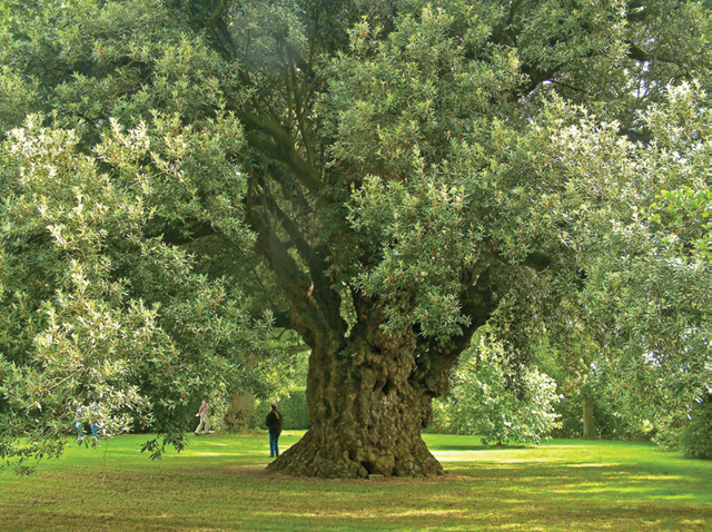 Evergreen oak at Westbury Court Gardens in Gloucestershire Turkey oak - photo 7
