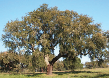 A mature cork oak Q suber in Portugal Differences between species are - photo 9