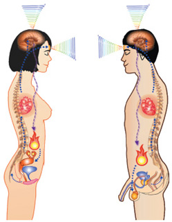 Fig 14 Sexual energy synchronizes the left and right brain When focusing on - photo 5