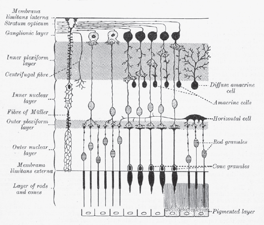 Diagram from Grays Anatomy 1918 illustrating the relation of the rods and - photo 6