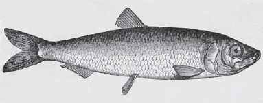 Sketch of Atlantic herring Clupea harengus from Elements of Comparative - photo 5