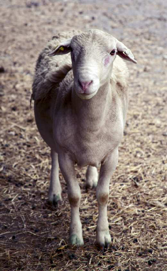 Ram at Dayspring Farm in Vermont Engraving of a collection of seven lamb - photo 5