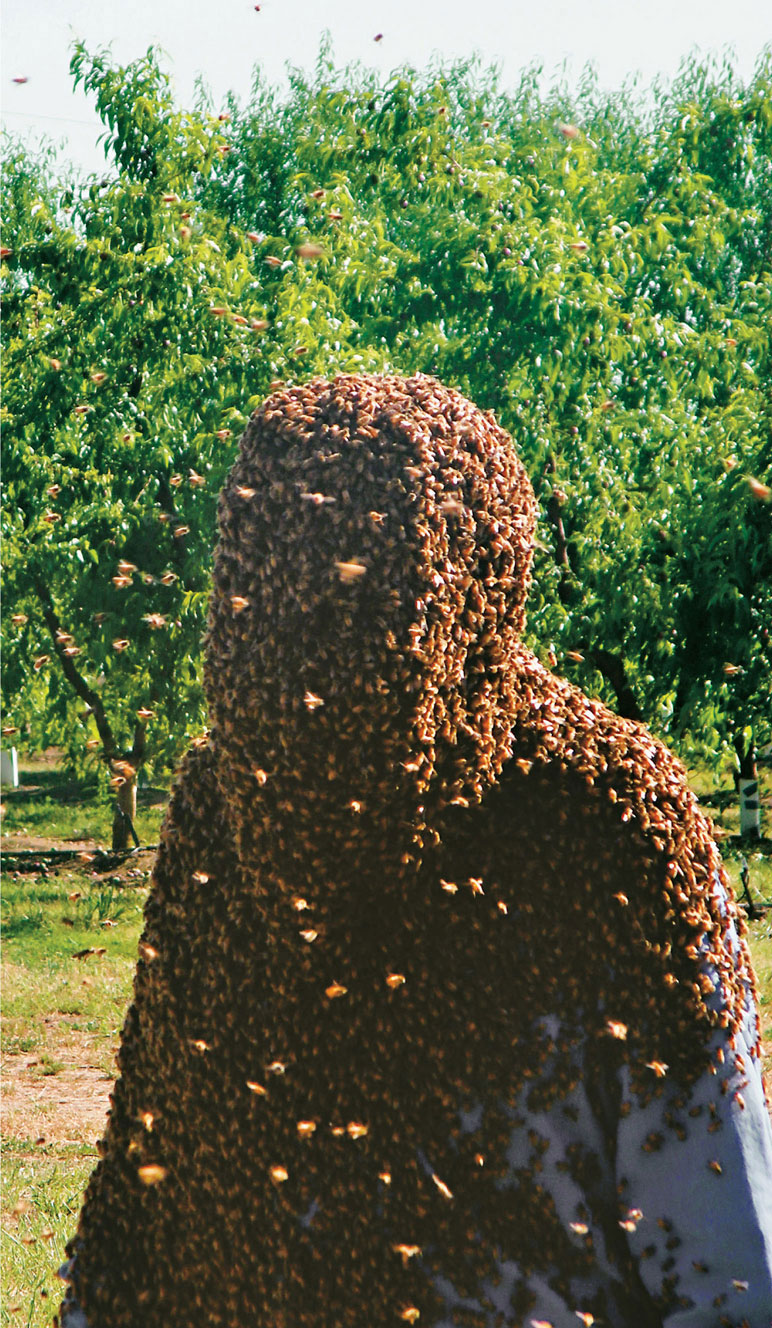 The construction of a bee beard as large as this one is a perfect example of - photo 4