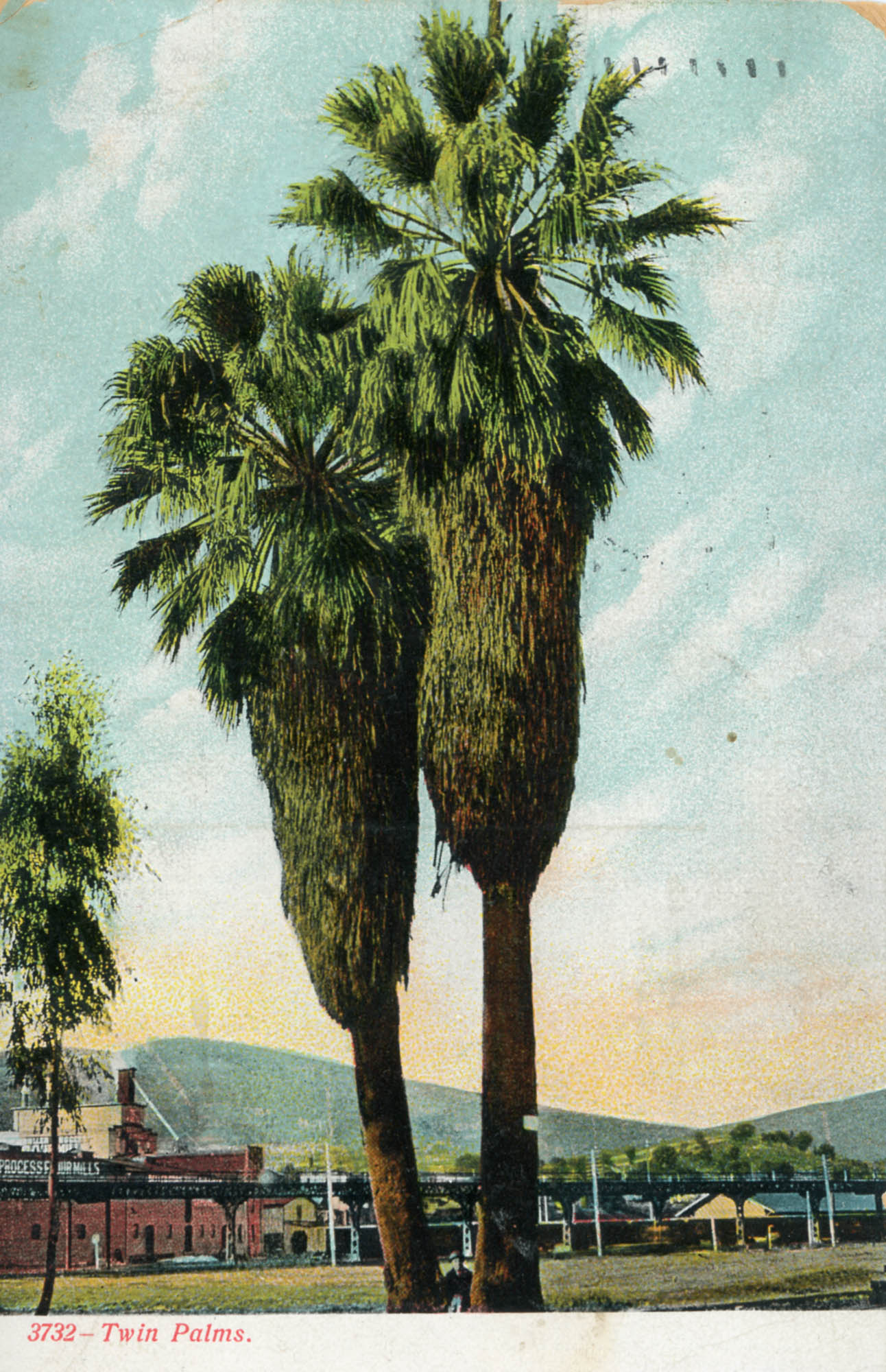 When palm trees were exotic Meanwhile a fortuitous event occurred in the - photo 8