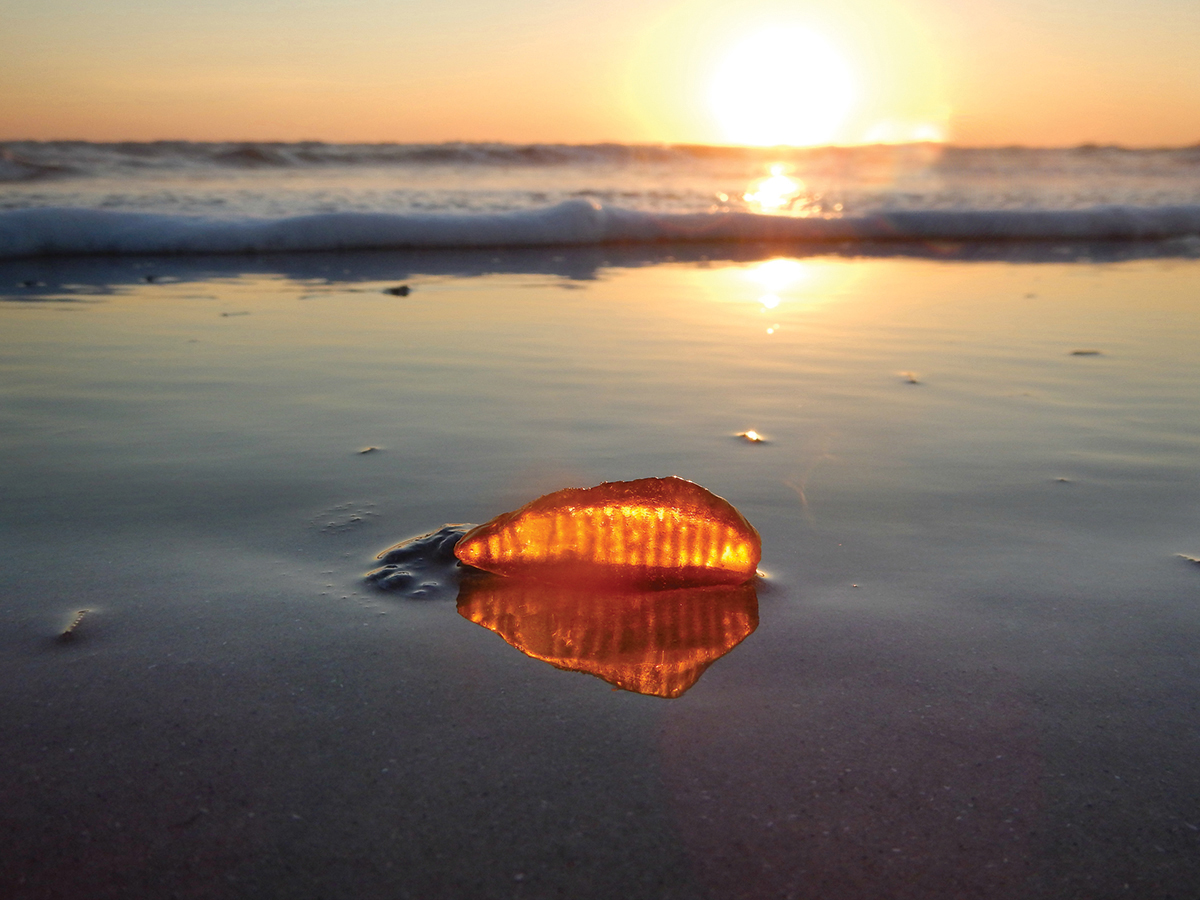 Sea Glass - photo 35