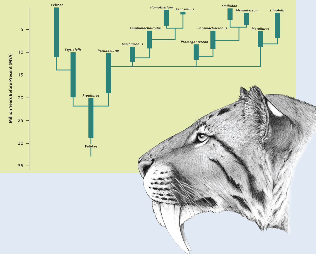 The Machairodontinae and Felinae are two separate branches on the felid family - photo 6