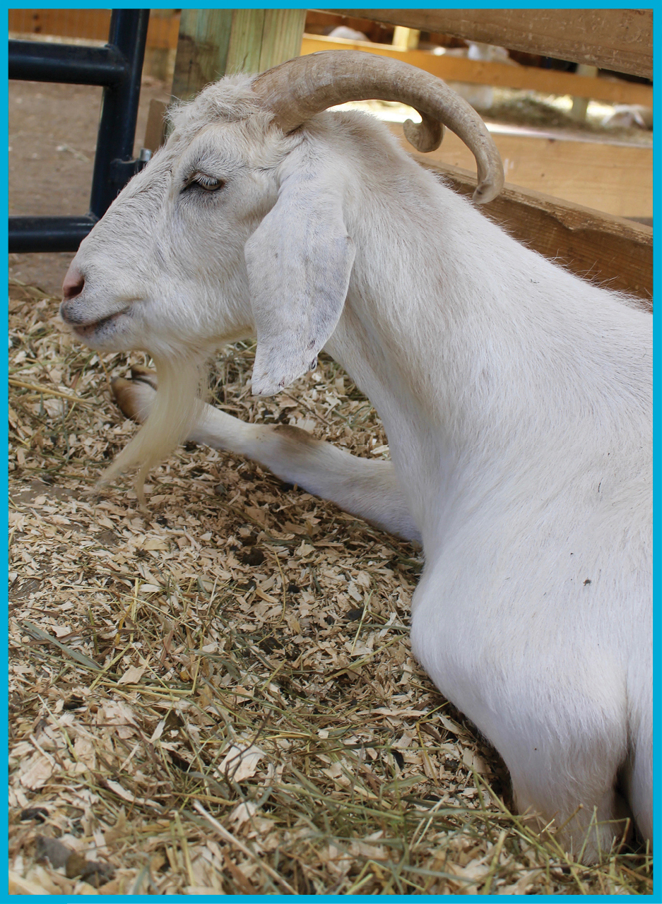 ALBIE RELAXES IN THE GOAT AND SHEEP BARN So Jenny took a bold step and asked - photo 2