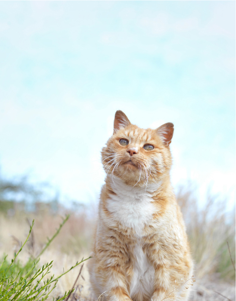 Photographing these New Zealand cats was a completely different experience For - photo 5