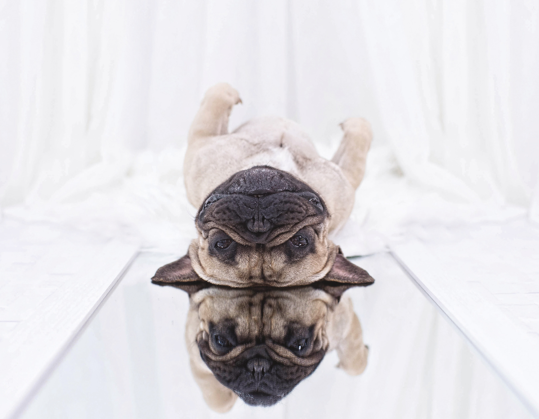 Upside-Down Dogs - photo 4