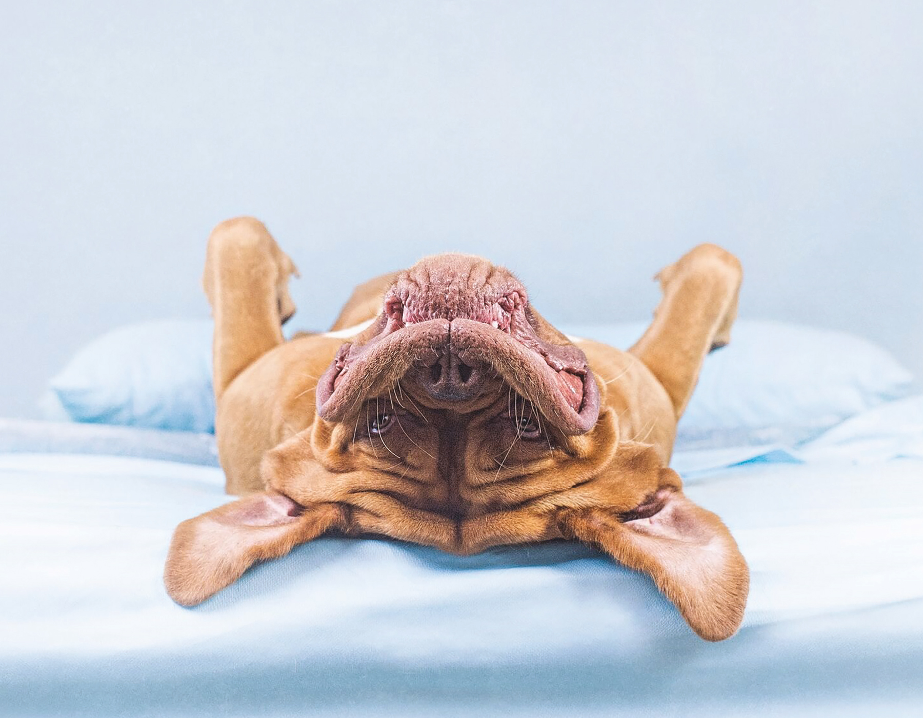 Upside-Down Dogs - photo 6