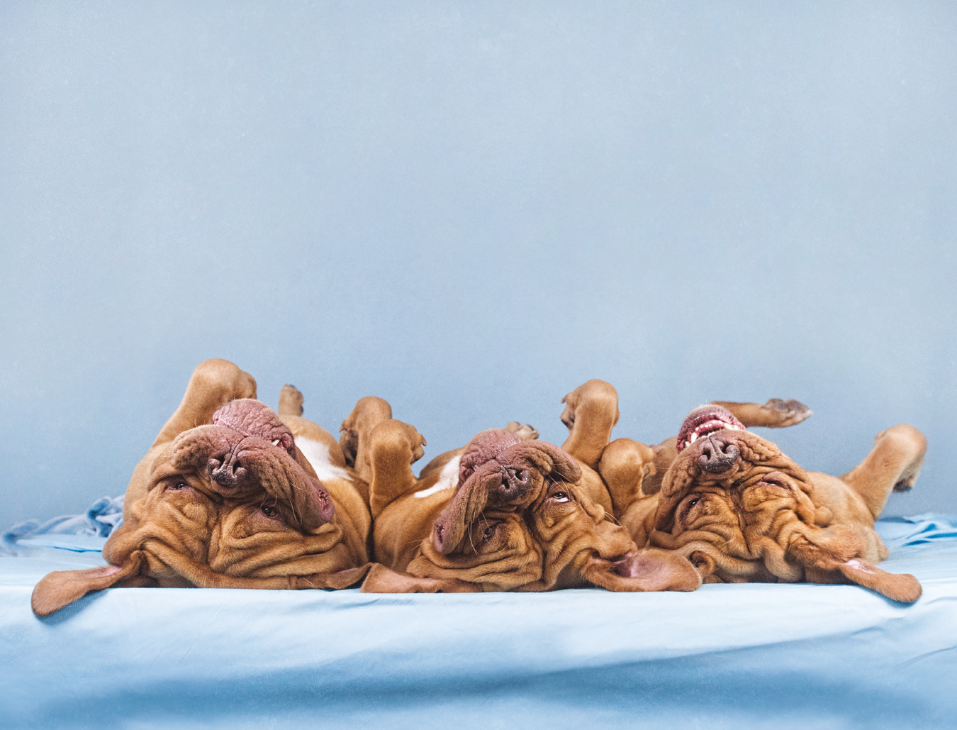 Upside-Down Dogs - photo 7