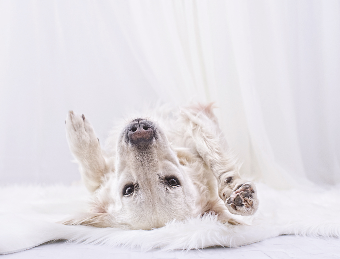 Upside-Down Dogs - photo 36