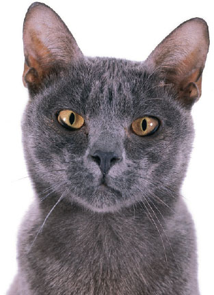 Understanding Your Cat How to Interpret What Your Cat Is Really Telling You - image 2