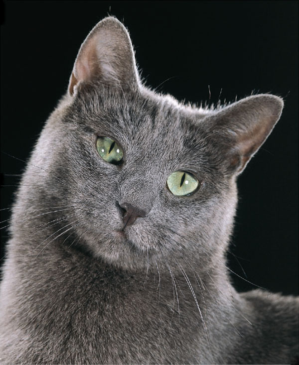 Understanding Your Cat How to Interpret What Your Cat Is Really Telling You - image 3