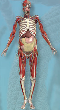 Anatomy 360 The Ultimate Visual Guide to the Human Body - photo 4