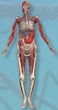 Anatomy 360 The Ultimate Visual Guide to the Human Body - photo 6