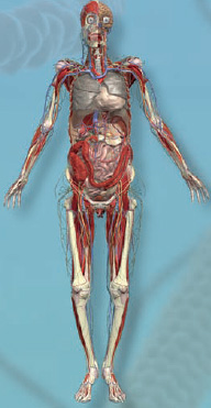 Anatomy 360 The Ultimate Visual Guide to the Human Body - photo 7