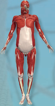 Anatomy 360 The Ultimate Visual Guide to the Human Body - photo 8