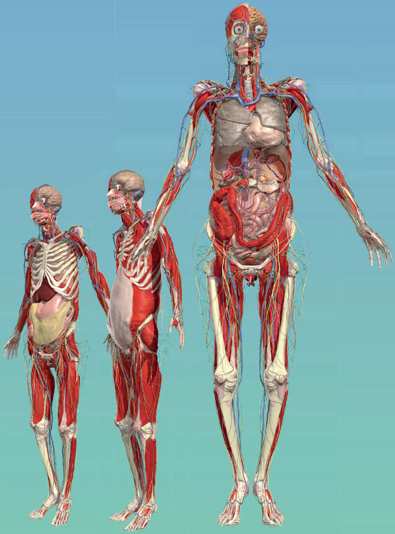 Human anatomy is the branch of science that studies the structure of the human - photo 19