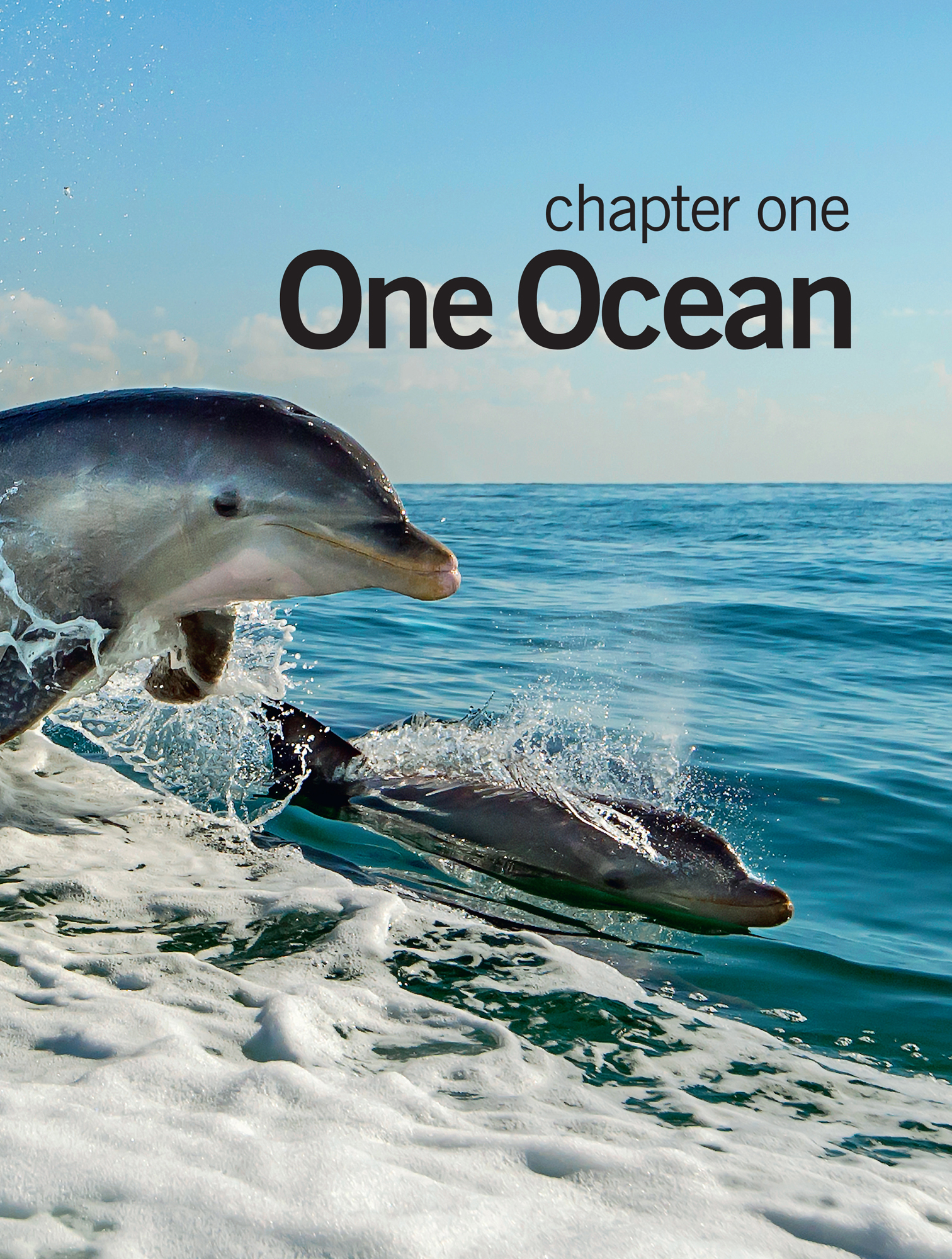 WAKE RIDERS Wild bottlenose dolphins ride the wake of a boat near Key Largo - photo 8