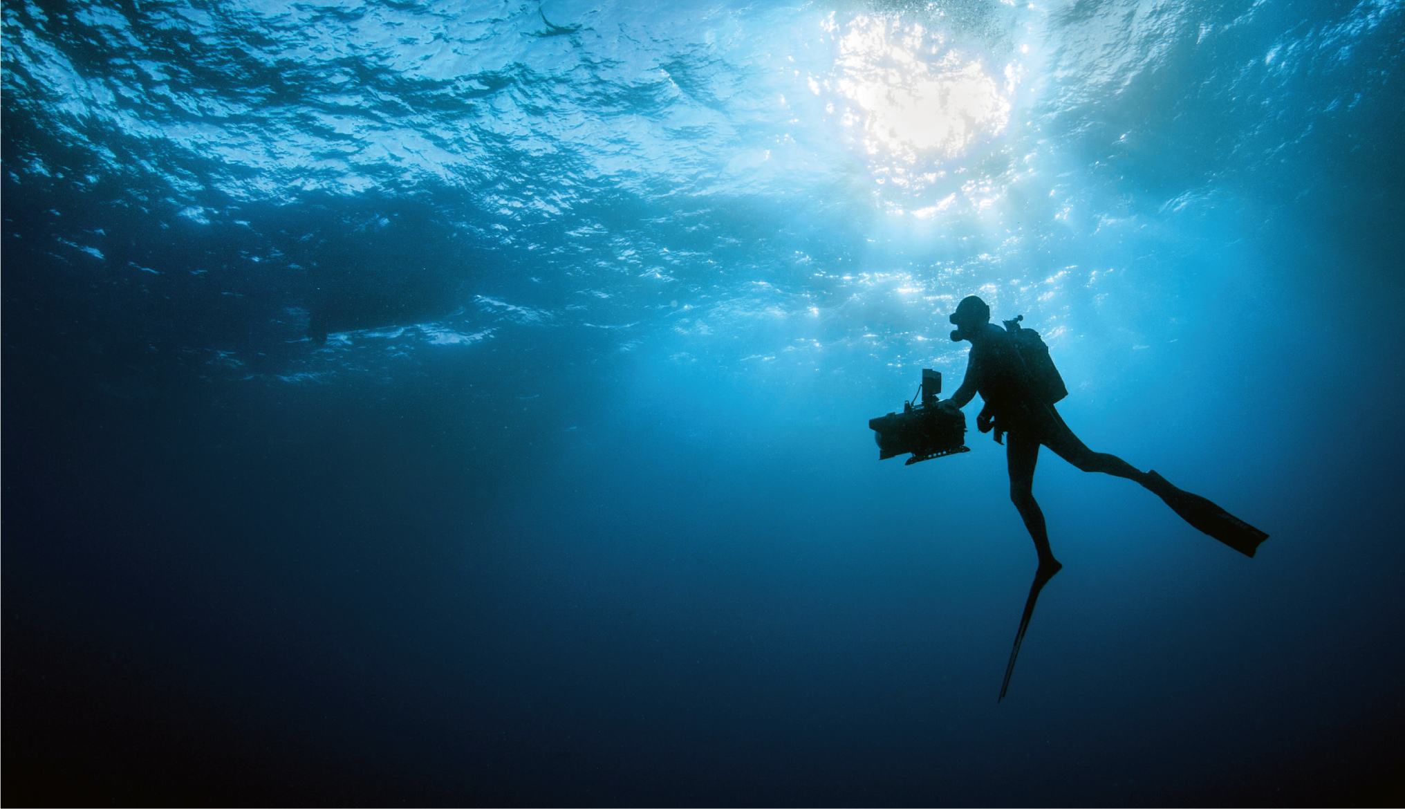 THE LONG WAIT Underwater cameraman Daniel Beecham is searching for Indo-Pacific - photo 5