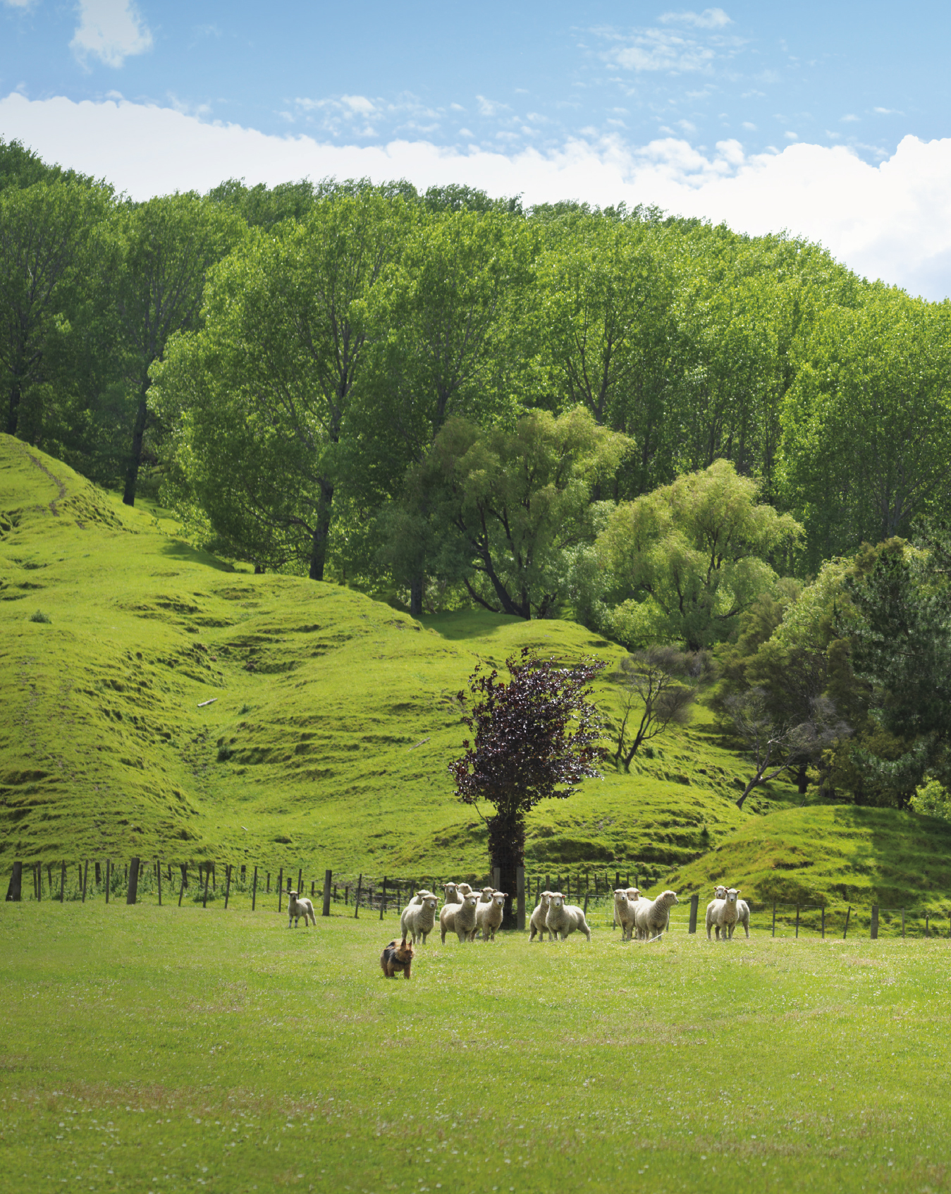 foreword Kia ora I have a huge love for animals and believe the connection - photo 3