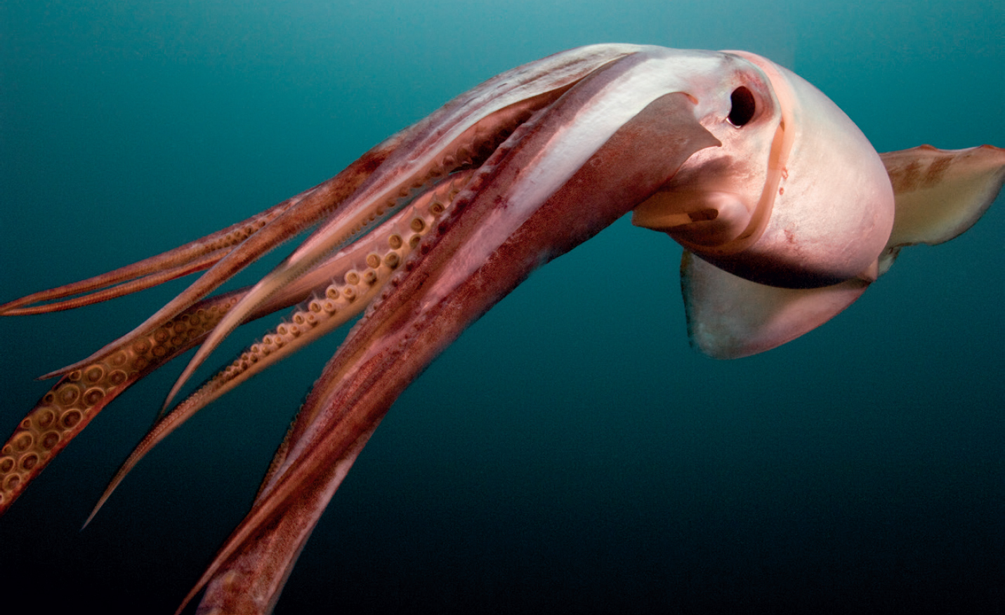 FIGURE 11 Humboldt squid can grow up to 2 meters long and spawn millions of - photo 3