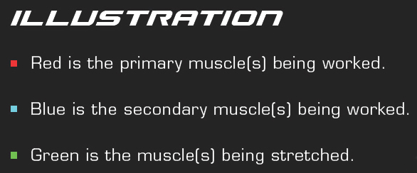 muscle GuiDe TRAPEZIUS - NECKSHOULDERS DELTOI - photo 3