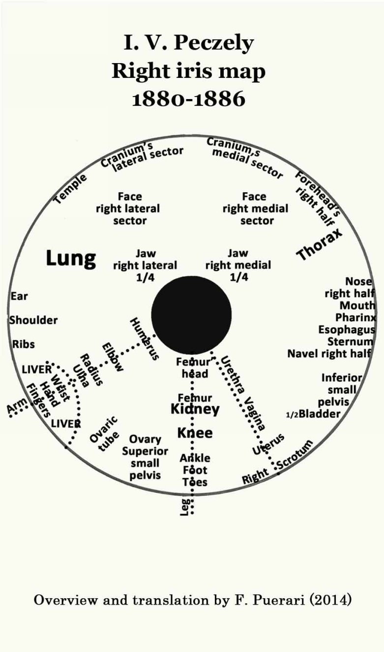 E SCHLEGELS MAP TRANSLATION F Puerari 2014 E SCHLEGELS CLINICAL - photo 7