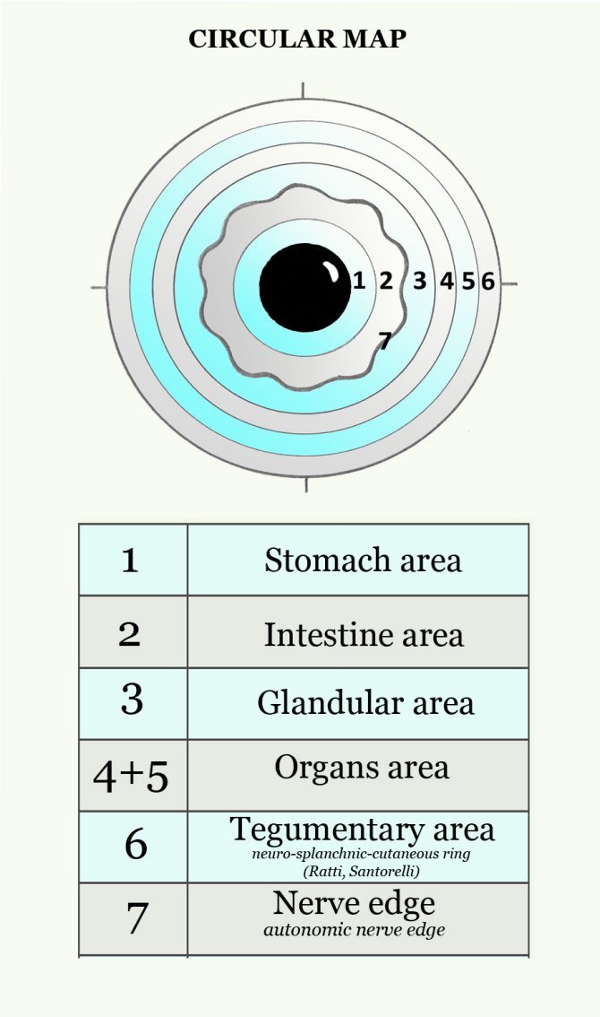 Basic Terminology Basic iridological terms referring to the most important - photo 5