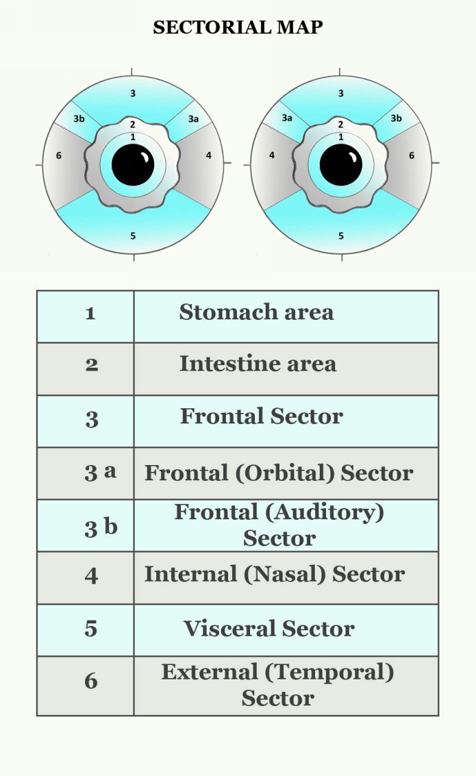 Basic Terminology Basic iridological terms referring to the most important - photo 6