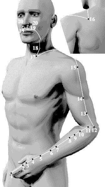 Large Intestine LI The Hand Bright Yang Yang Ming of the Large Intestine 20 - photo 3