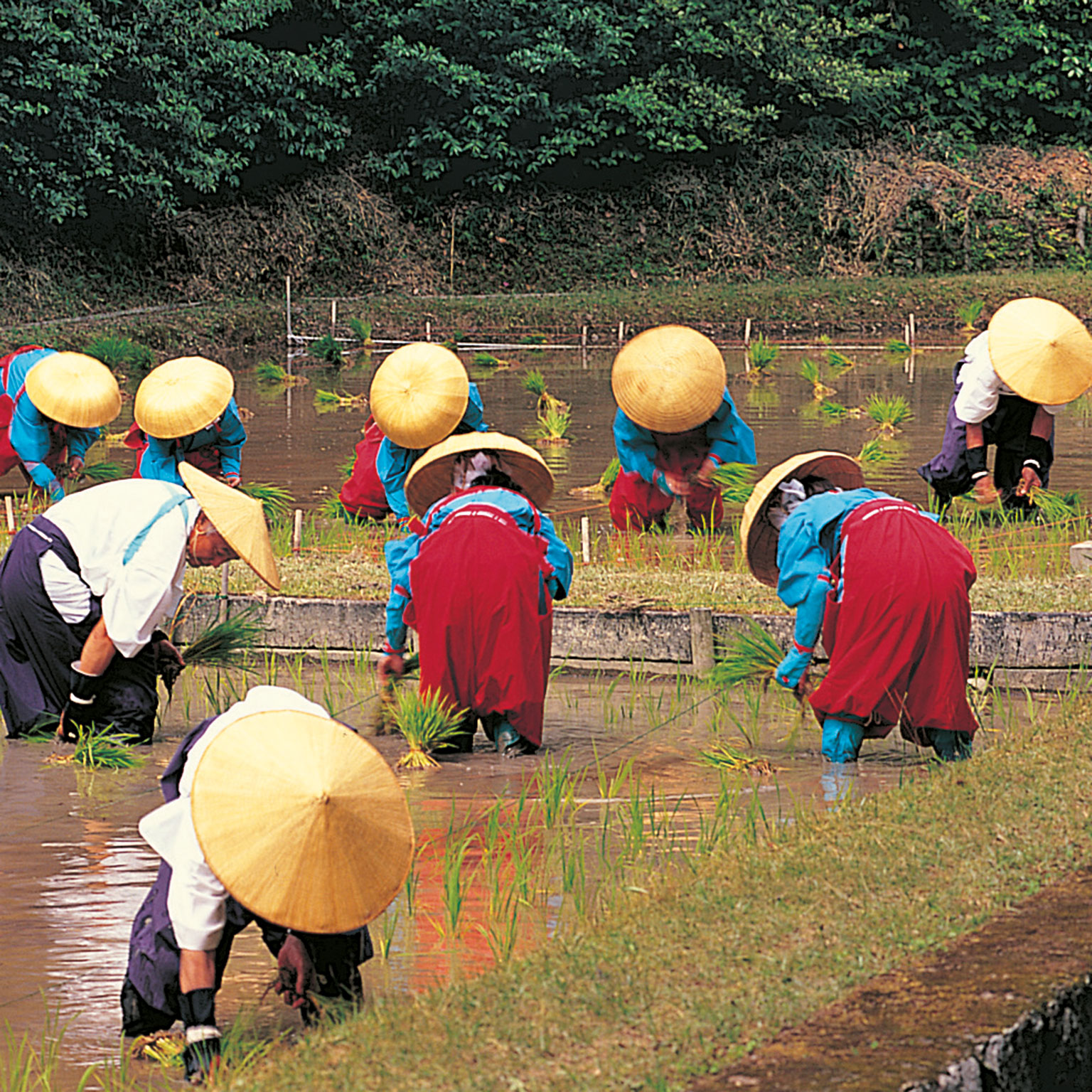 Rice farming Rice is still a staple food of Japan thousands of years after its - photo 3