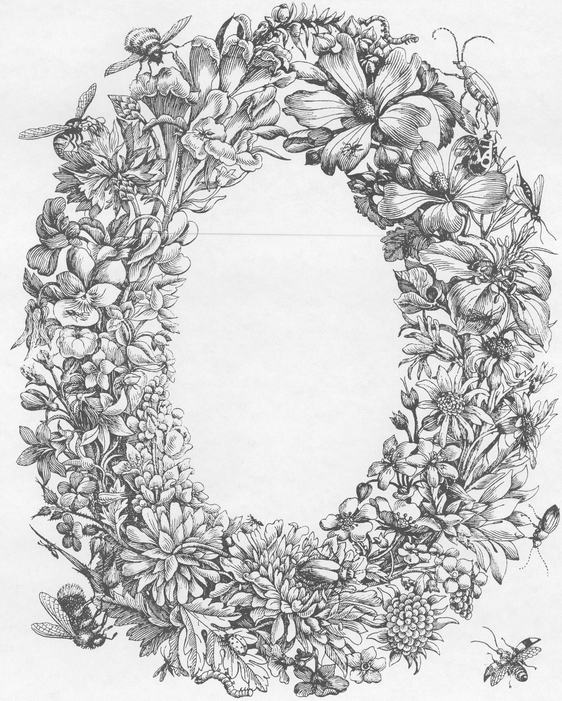 Maria Sibylla Merian Sculpcit - photo 4