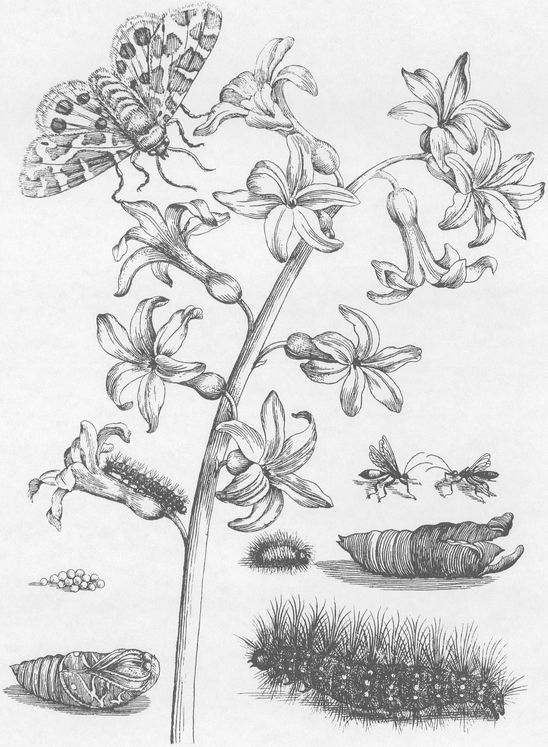Flowers Butterflies and Insects All 154 Engravings from Erucarum Ortus - photo 10