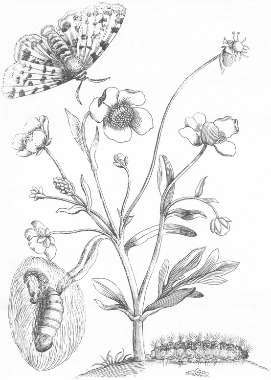 Flowers Butterflies and Insects All 154 Engravings from Erucarum Ortus - photo 11