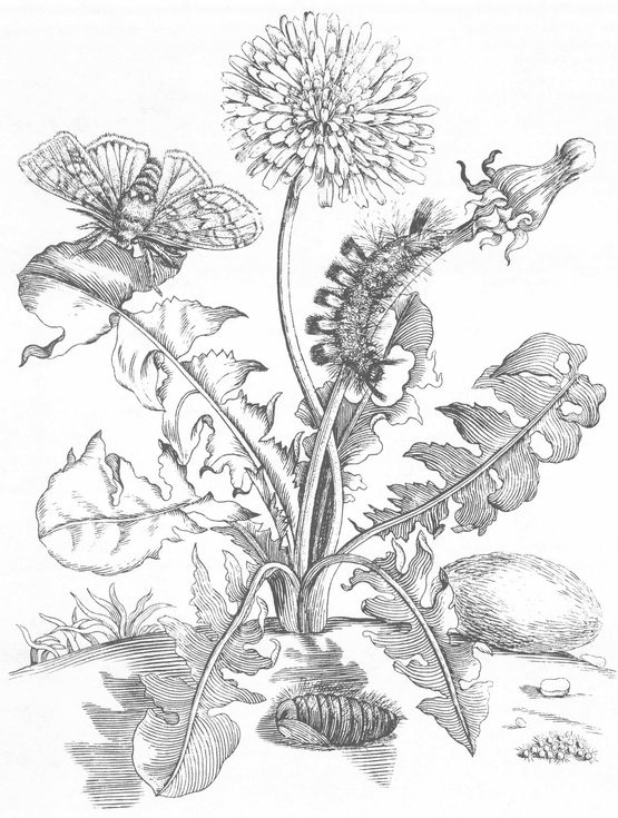 Flowers Butterflies and Insects All 154 Engravings from Erucarum Ortus - photo 13