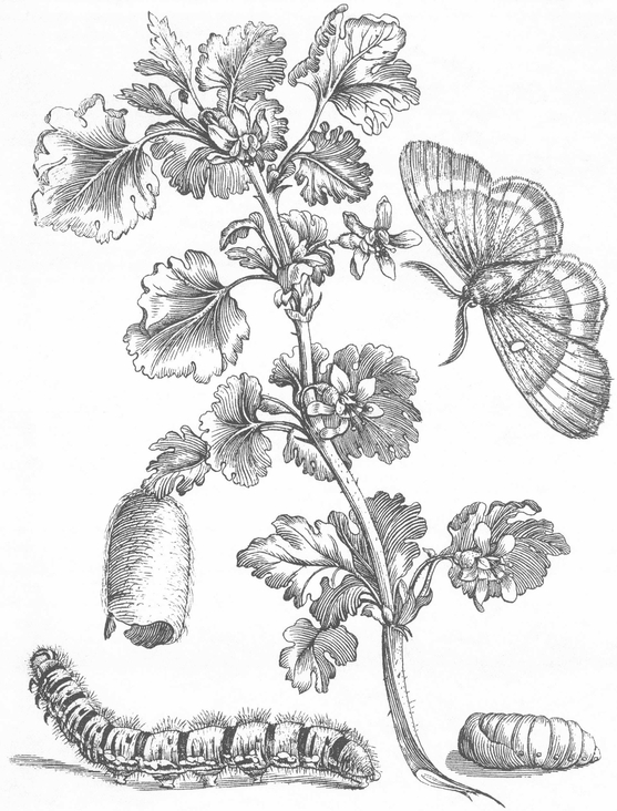 Flowers Butterflies and Insects All 154 Engravings from Erucarum Ortus - photo 15