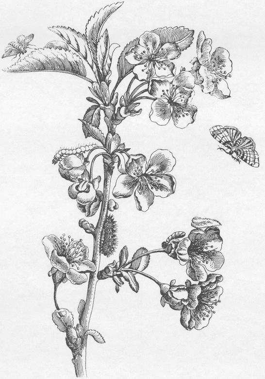 Flowers Butterflies and Insects All 154 Engravings from Erucarum Ortus - photo 16