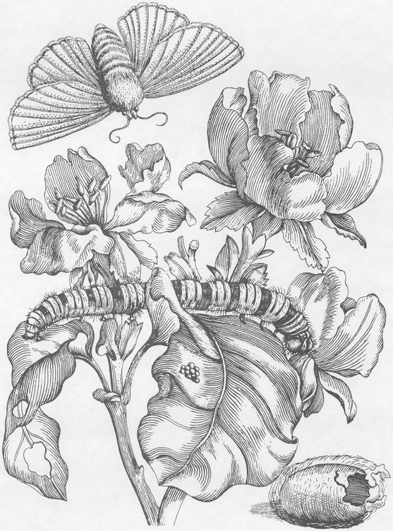 Flowers Butterflies and Insects All 154 Engravings from Erucarum Ortus - photo 26