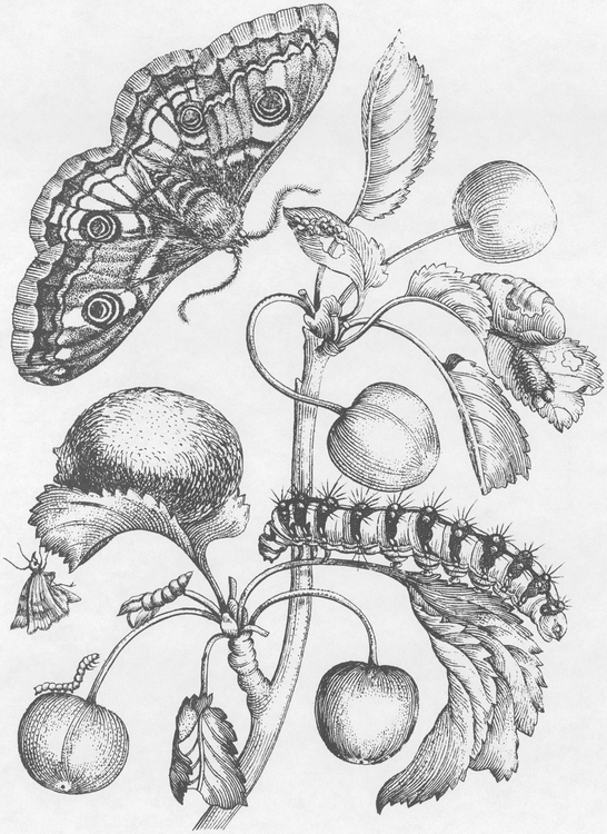 Flowers Butterflies and Insects All 154 Engravings from Erucarum Ortus - photo 28