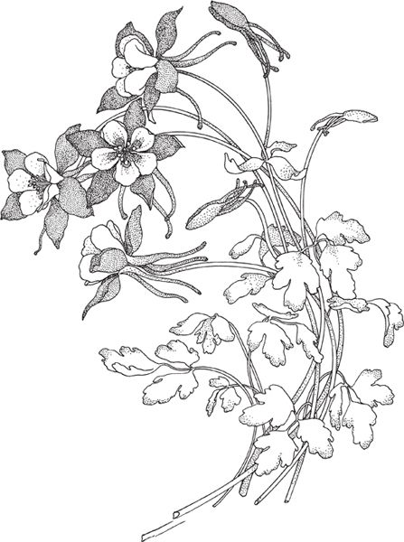 Columbine Petunia Lily Carnation - photo 7