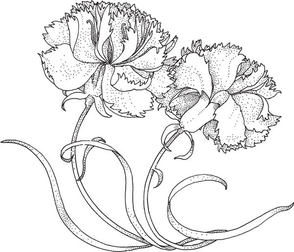 Carnation Globe Flower Helleborus Forsythia - photo 10