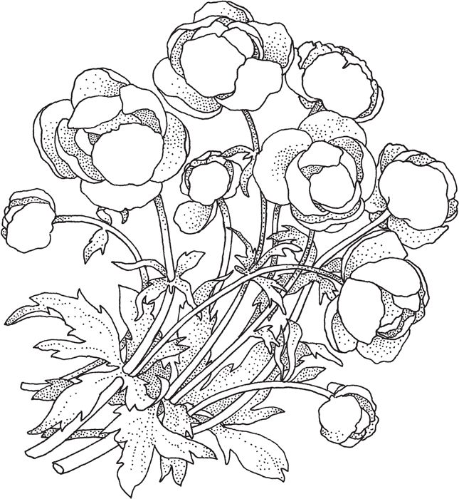 Globe Flower Helleborus Forsythia Poppy - photo 11