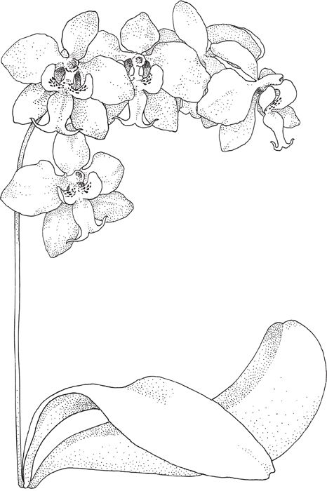 Orchid Peonydouble Dahlia Gazania - photo 16