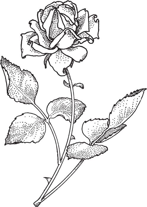 Rose Marigold Begonia Tulip - photo 41