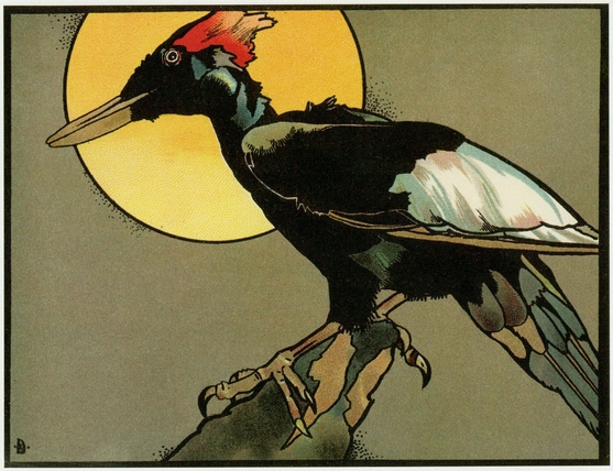 The Ivory-Billed Woodpecker Pictures from Birdland PLATE 5 The Osprey - photo 6