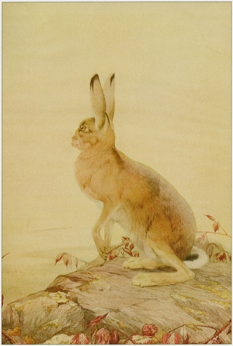 The Hare and the Tortoise The Fables of Aesop PLATE 24 The Oxen and the - photo 25