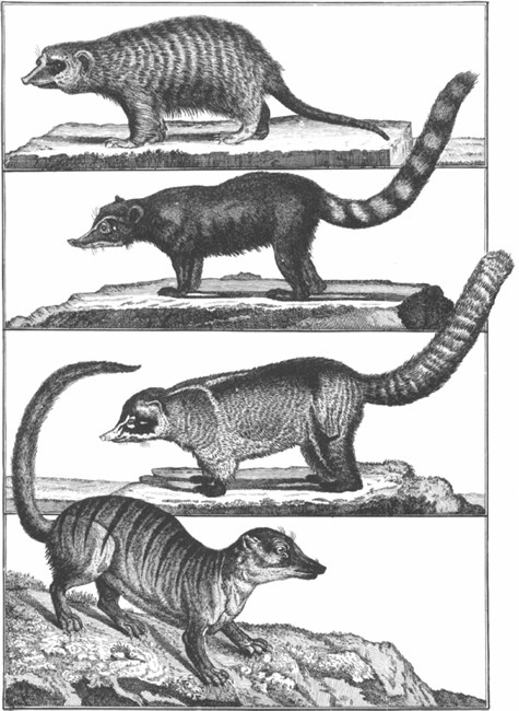 PLATE 10 Top to bottom animal of the raccoon family coatimundi suricate a - photo 11