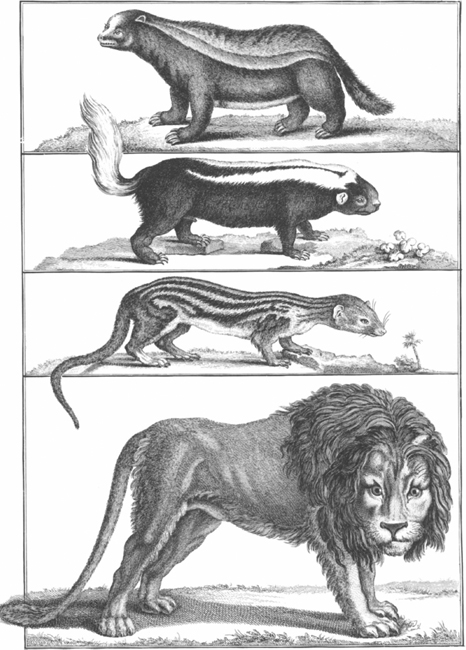 PLATE 11 Top to bottom honey badger Patagonian weasel animal of the weasel - photo 12